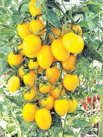 Cherry tomatoes: cultivation 