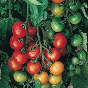 Cherry tomatoes: cultivation 