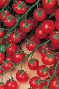 Cherry tomatoes: cultivation 