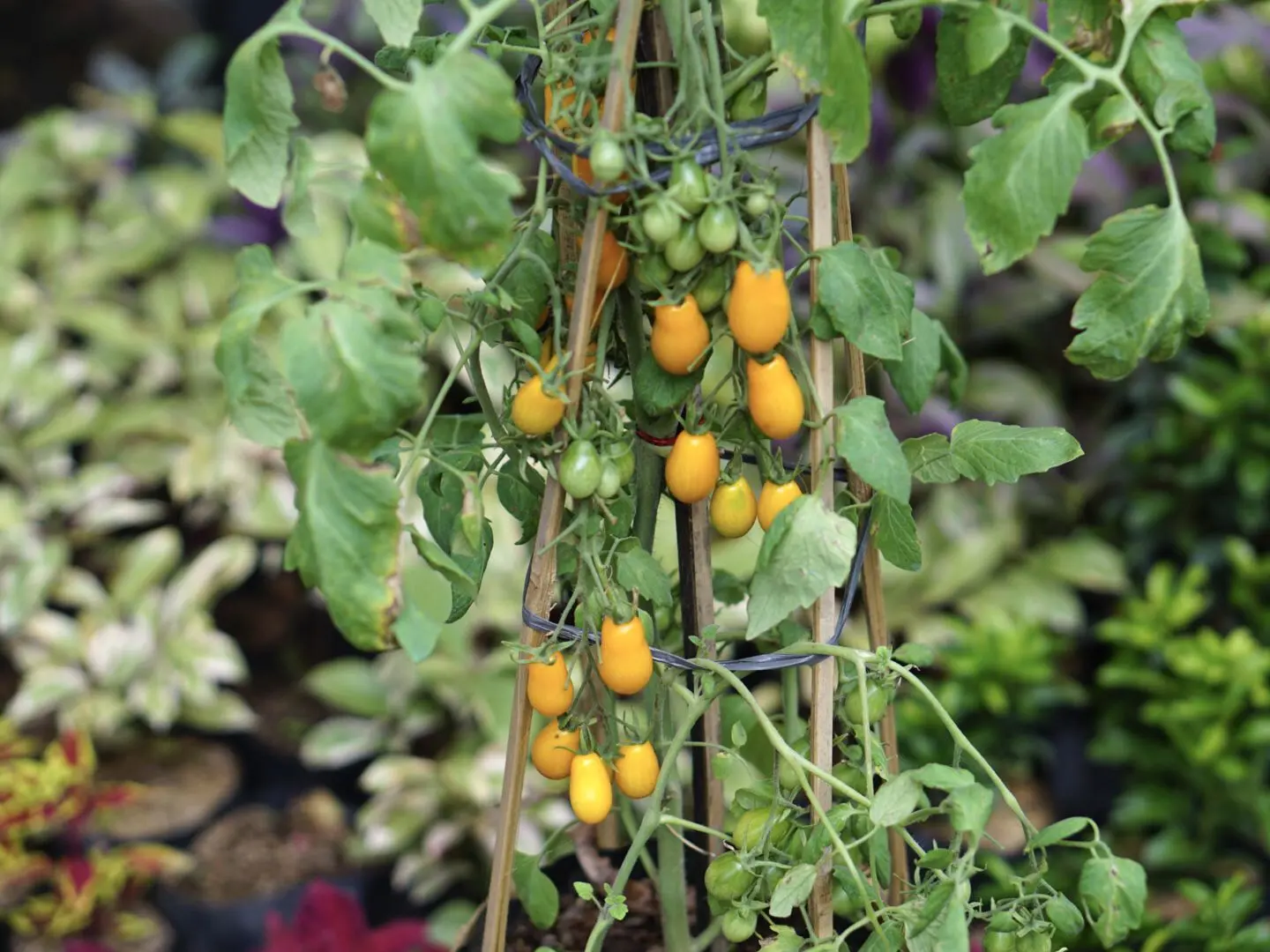 Cherry tomatoes: cultivation 