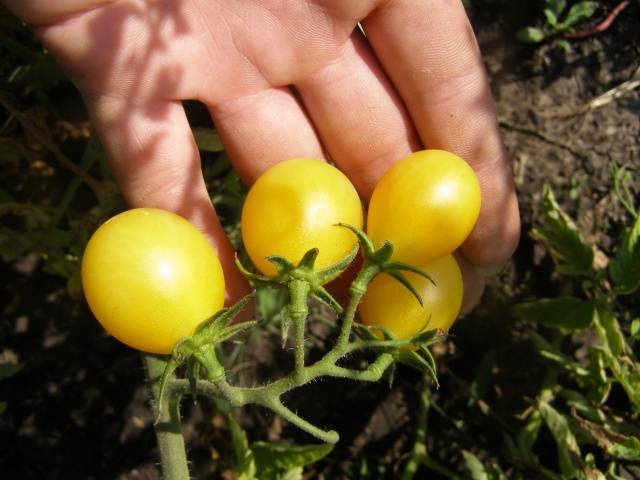 Cherry tomatoes: description of varieties with photos