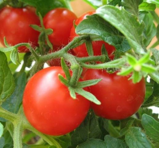 Cherry tomatoes: description of varieties with photos