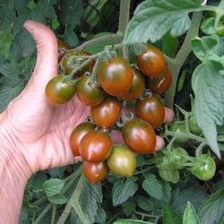 Cherry tomatoes: description of varieties with photos