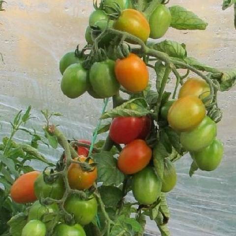 Cherry tomatoes: description of varieties with photos