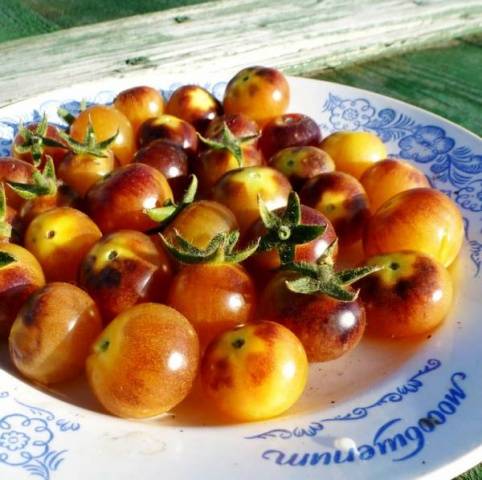 Cherry tomatoes: description of varieties with photos