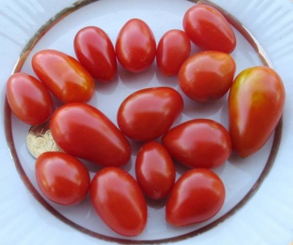 Cherry tomatoes: description of varieties with photos