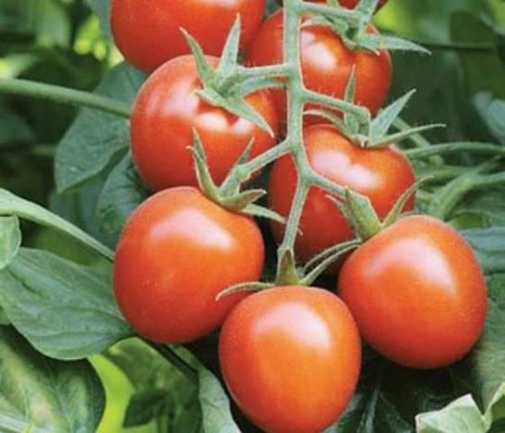 Cherry tomatoes: description of varieties with photos