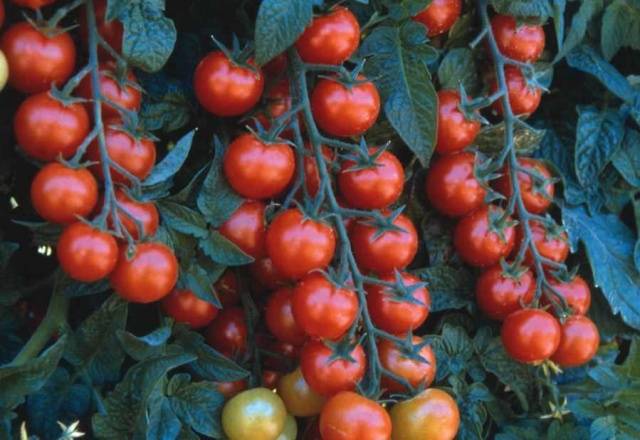 Cherry tomatoes: growing seedlings at home + photo