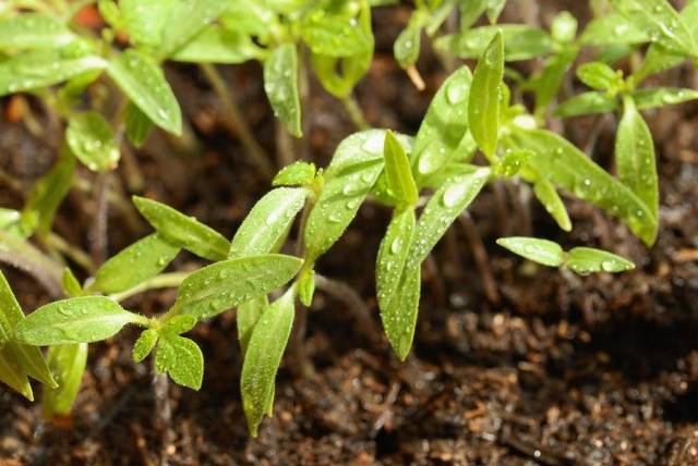 Cherry tomatoes: growing seedlings at home + photo