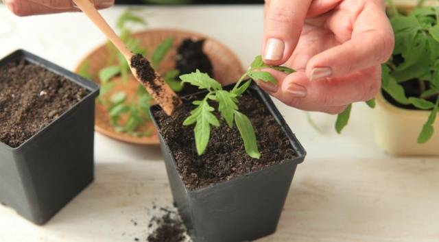 Cherry tomatoes: growing seedlings at home + photo