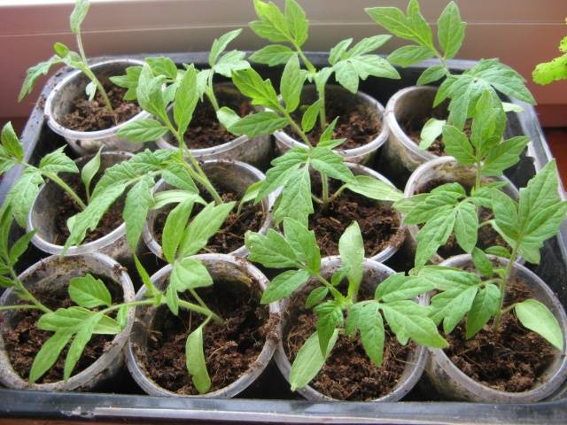 Cherry tomatoes: growing seedlings at home + photo