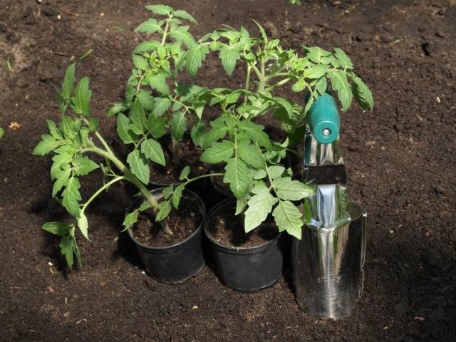 Cherry tomatoes: growing seedlings at home + photo