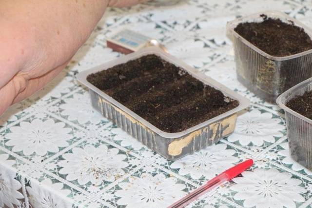 Cherry tomatoes: growing seedlings at home + photo