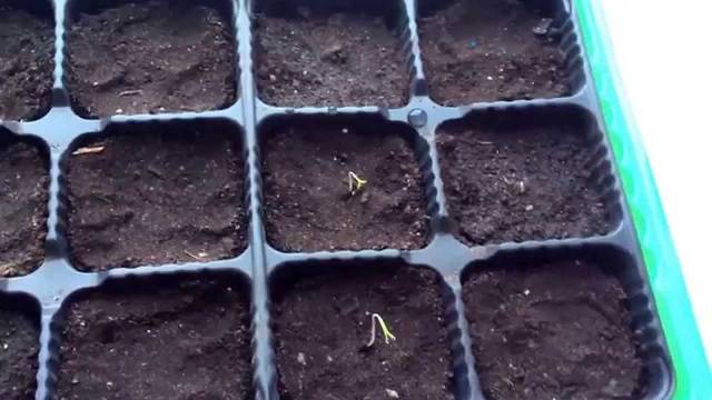 Cherry tomatoes: growing seedlings at home + photo