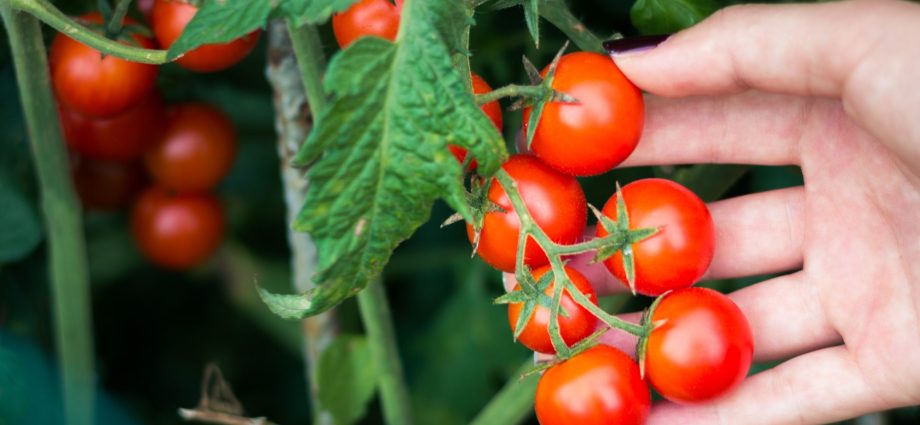 Cherry tomatoes: growing seedlings at home + photo