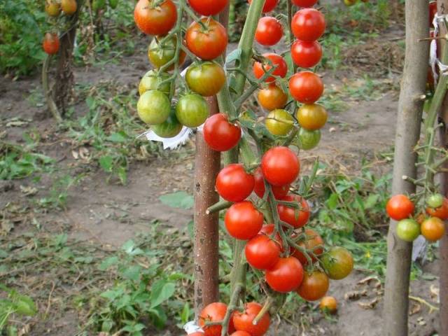 Cherry tomatoes: the best varieties for open ground