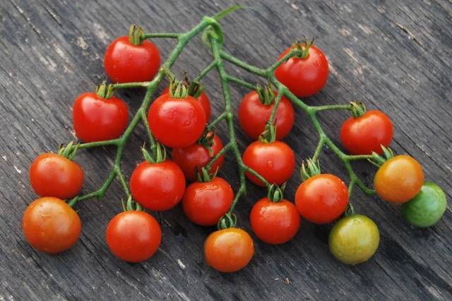 Cherry tomatoes: the best varieties for open ground