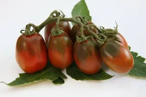 Cherry tomatoes: the best varieties for open ground