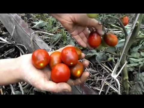 Cherry tomatoes: the best varieties for open ground