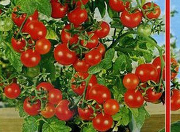 Cherry tomatoes: the best varieties for open ground