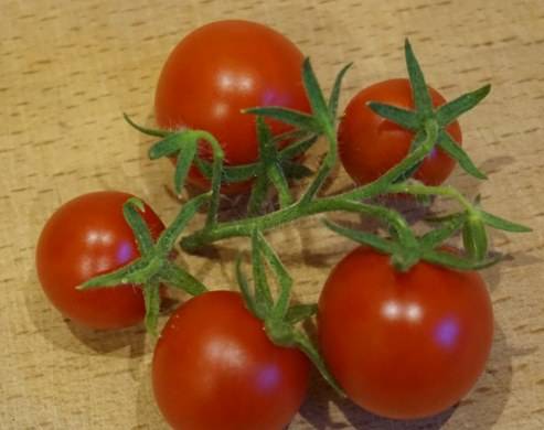 Cherry tomatoes: the best varieties for open ground