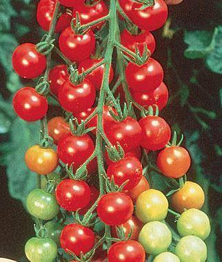 Cherry tomatoes: the best varieties for open ground