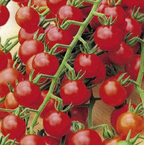 Cherry tomatoes: the best varieties for open ground