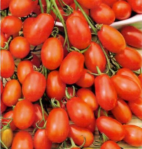 Cherry tomatoes: the best varieties for open ground