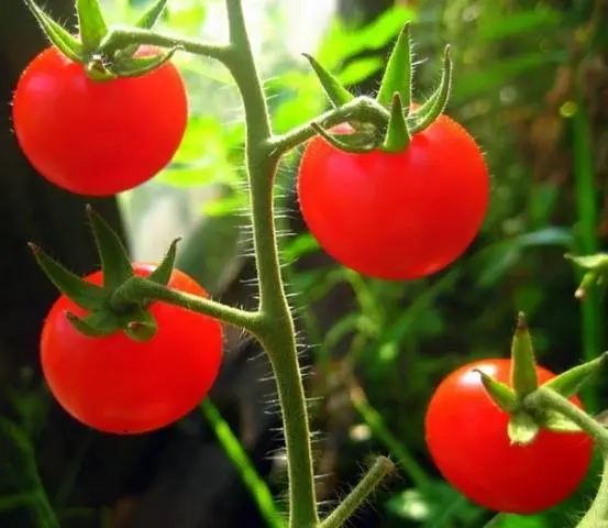 Cherry tomatoes: varieties, description of types of tomatoes