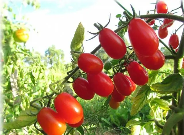 Cherry tomatoes: varieties, description of types of tomatoes