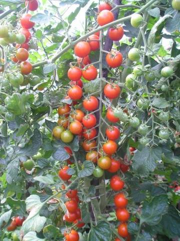 Cherry tomatoes: varieties, description of types of tomatoes