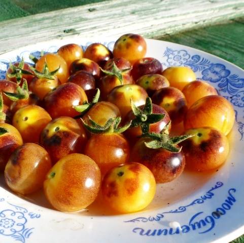 Cherry tomatoes: varieties, description of types of tomatoes