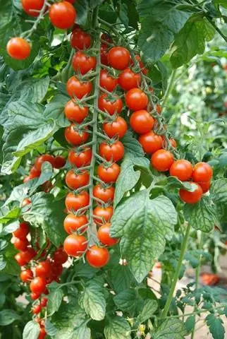 Cherry tomatoes: varieties, description of types of tomatoes