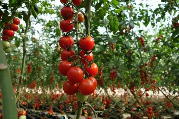 Cherry tomatoes: varieties, description of types of tomatoes