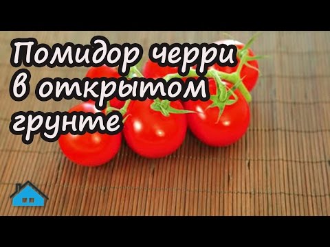 Cherry tomatoes: varieties, description of types of tomatoes