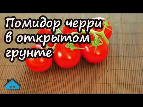 Cherry tomatoes: varieties, description of types of tomatoes