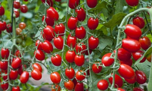 Cherry tomatoes: varieties, description of types of tomatoes