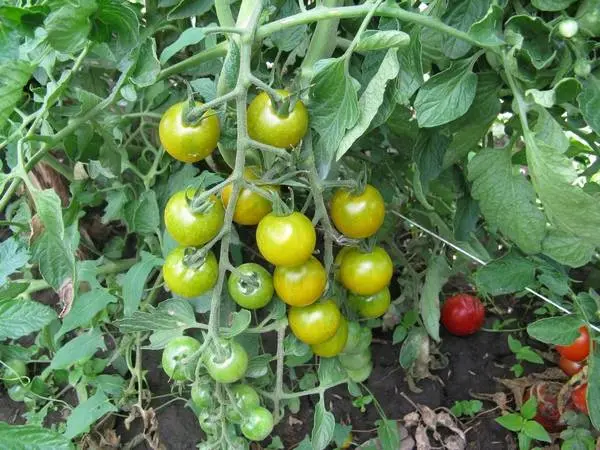 Cherry tomatoes: varieties, description of types of tomatoes