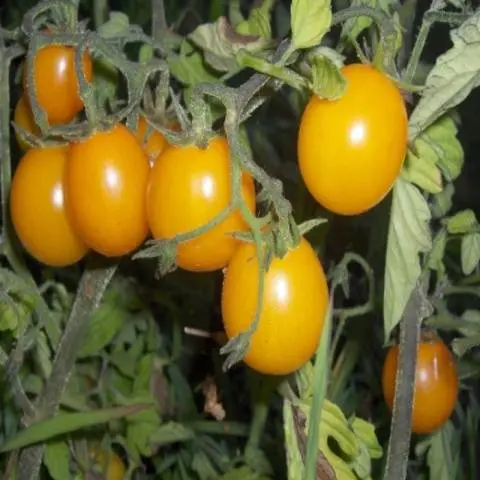 Cherry tomatoes: varieties, description of types of tomatoes