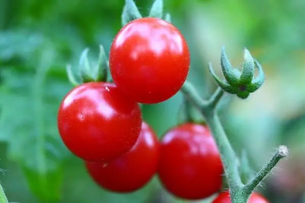 Cherry tomatoes: varieties, description of types of tomatoes