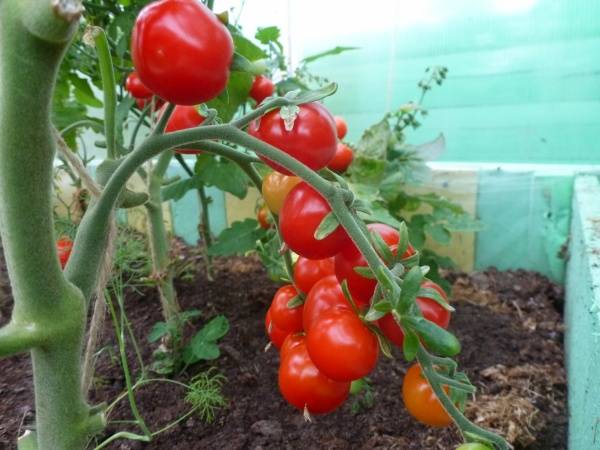 Cherry tomatoes: varieties for the greenhouse