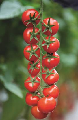 Cherry tomatoes: varieties for the greenhouse