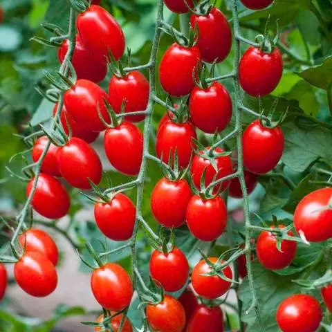 Cherry tomatoes: varieties for the greenhouse