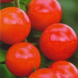 Cherry tomatoes: varieties for the greenhouse