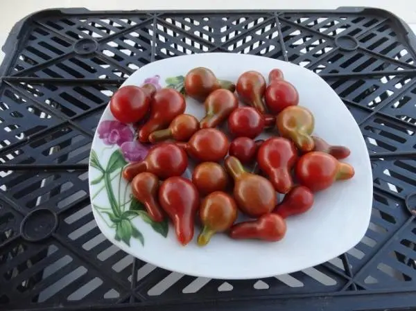 Cherry tomatoes: varieties for the greenhouse