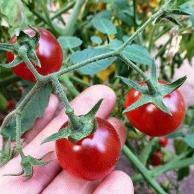 Cherry tomatoes: varieties for the greenhouse