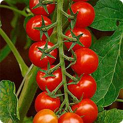 Cherry tomatoes: varieties for the greenhouse