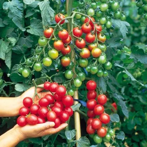 Cherry tomatoes: varieties for the greenhouse