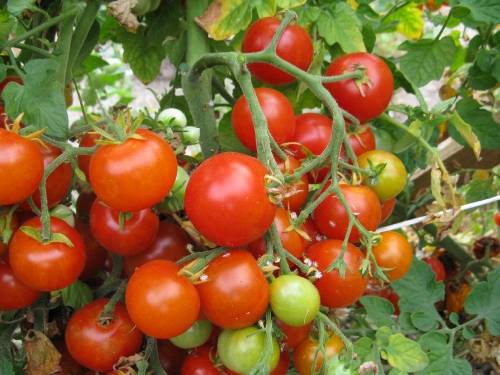 Cherry tomatoes: varieties for the greenhouse