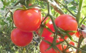 Cherry tomatoes: varieties for the greenhouse